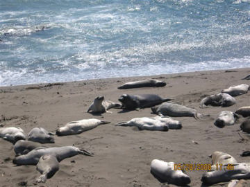 Seals on the beach